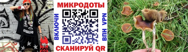 Галлюциногенные грибы Psilocybine cubensis  Обоянь 